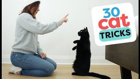 30 Tricks To Teach Your Cat