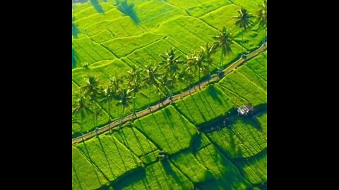 India Munnar