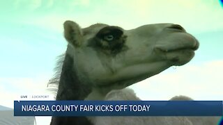 Day one at the Niagara County with kangaroos with camels