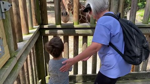 Will the giraffe eat him?! - Walk With Me, Steve Martin, at the Riverfront Zoo in Columbia, SC