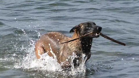 Dogs who love to play and swim in the water are fun and adorable