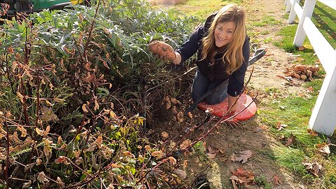 Harvesting Sweet Potatoes & Pulling Zinnias! 🍠🍂🥰