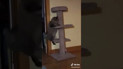 Cat struggles to climb tower while music plays in the background I TikTok