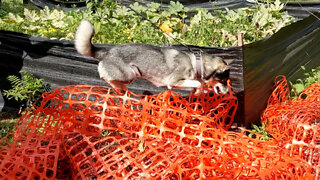 Husky repeatedly pulls off flawless fox impression