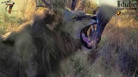 WILDlife: Backlit Lions