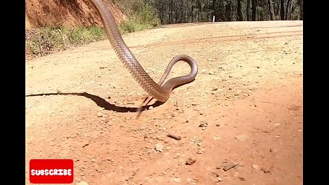 Omg*Brown*Cobra*Snakes immediately*in*the*air*🐍😱 (Original)