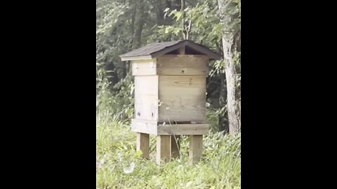 Wes Gives 5 Great Tips On How Best to Start Keeping Bees! 🍯🐝❤️