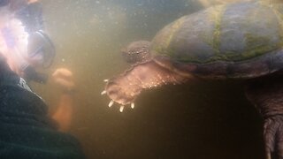 Brave swimmer has face to face encounter with giant snapping turtle