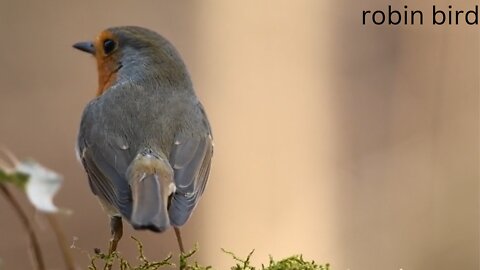 robin bird forest nature spring fly ali animal