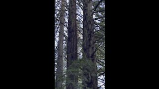 Twin Redwoods