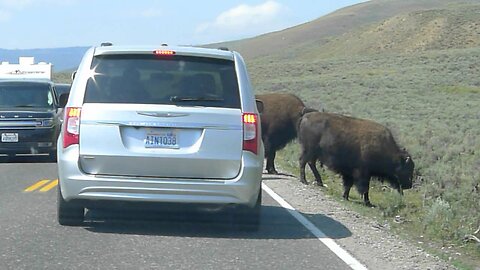 Bison cause traffic jam