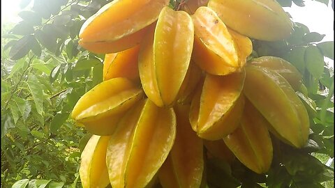 Star fruit cutting skills - rare ninja fruit picking #satisfying