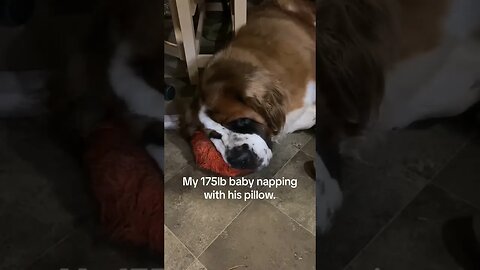 Always using toys as pillows #dog #nap #cute #sleepy #stbernard #baby