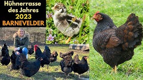 The chicken breed of the year 2023! Barnevelders and Dwarf Barnevelders: History, Breeding, Colours