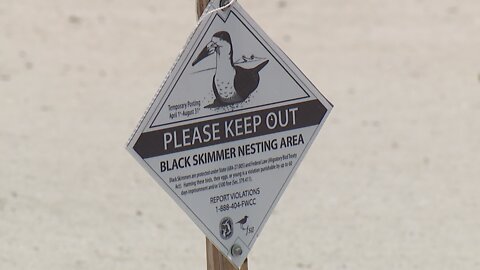 Sea turtle, shore bird nesting season begin in Tampa Bay region