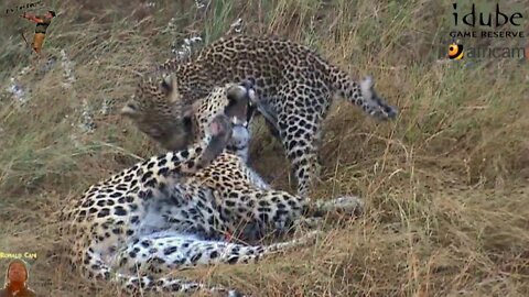 Leopard And Cub - Life Outside The Bushcamp 18 - Playing Around A Gravel Quarry