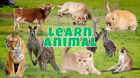 Learn Funny Animals, Chicken,Cow,Cat,Dog,Duck,Sheep,Goat, Cute Funny Animals - 0 Raccoon Noises