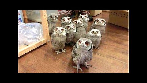 Owl - A Funny Owls And Cute Owls Compilation || NEW