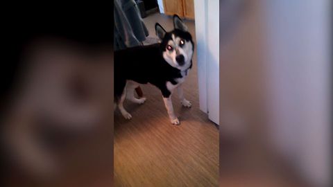 11 Huskies Who Love To Sing