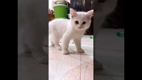 cute kitten 😸😸#shorts #viral #cats #trending