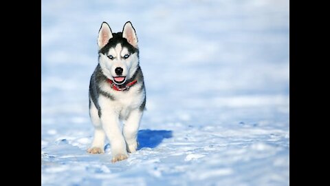 A Siberian Husky Learning To Play With ball