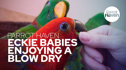 Eclectus Babies Enjoying a Blow Dry