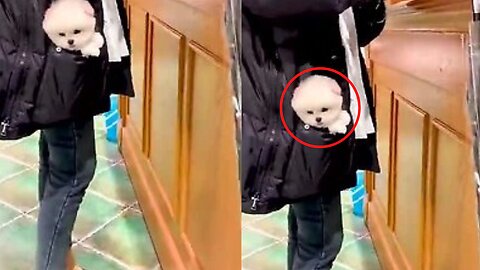 Funny little Cute Dog #viral 😂🔥😹 🤣Funny Dog Videos 2021🤣 🐶 #shorts