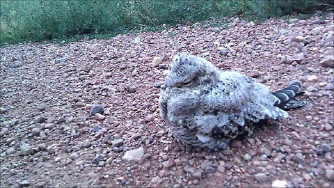 Nightjar Fledgling Chill'n On Road - Close Encounter