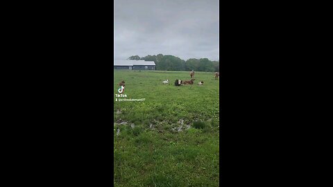 Cows and baby calves.