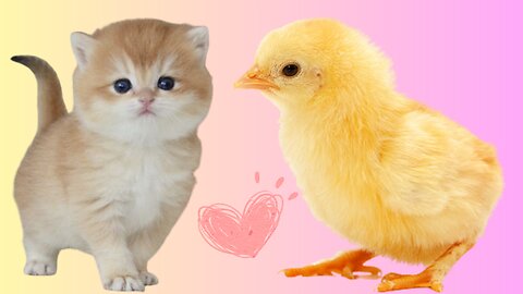 Kittens walk with a tiny chicken