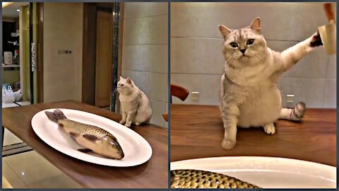 What Happens When You Leave A Cat With a Fish On the Table