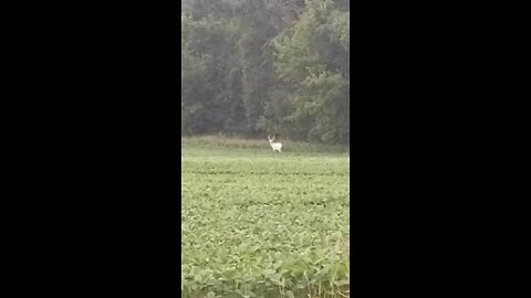 Monster Albino Buck