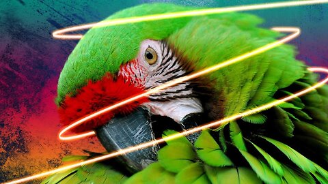 Funny Talking ◈ parrots are creepy and cool.◈🐦👍