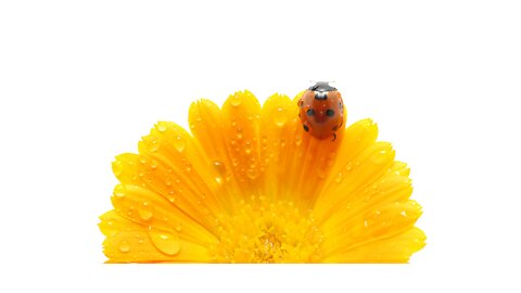 Ladybug or Call it Ladybird, Set to Relaxing Classical Music