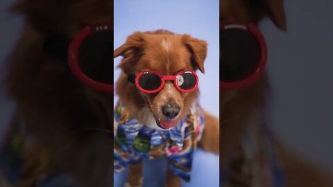 Dog sunglasses #shorts