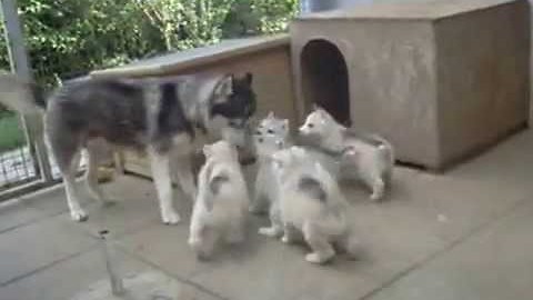 Sweetest husky puppies ever