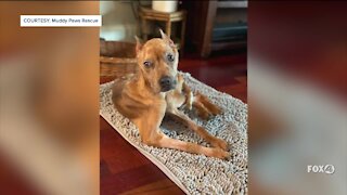 The organization that rescued a neglected Lehigh Acres dog sharing her update