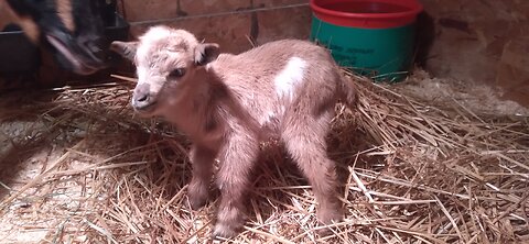 Star's Kidding-Birth to POLLED MOONSPOTTED Twins/ Nigerian Dwarf Goat