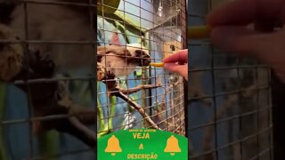 Macaquinho de Estimação #shorts