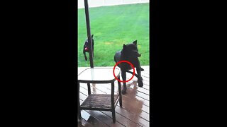 Giant Cane Corso Crash #shorts #funnydogs #viral