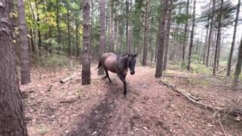 Horse kicks tree, farts on dogs then runs away.