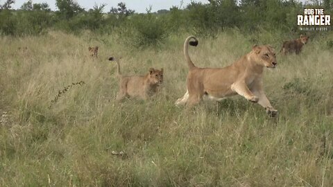 Heartwarming Sighting | Big Pride Of Lions Having Fun (Introduced By AneMotion-HD)