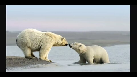 SPOILER ALERT: Wordle of the Day for 2/27/22 ... Happy International Polar Bear Day!