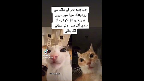 Funny cat captions 🤣🤣🤣🤣