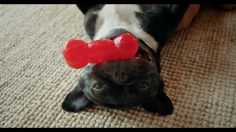 Cute playful french bulldog in living room 2