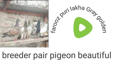 Lakha pair gray pair zira pair pigeon beautiful breeder pair