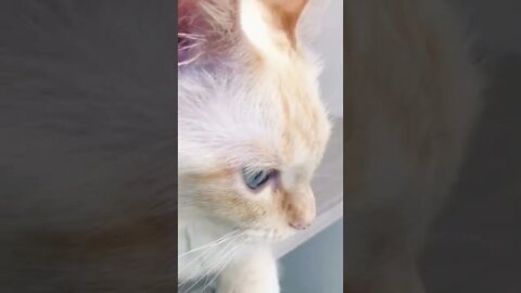 Funny cats, 面白い猫, 有趣的貓, قطط مضحكة 😻💕 #shorts #gatosengraçados #tiktok #viral