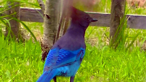 IECV NV #538 - 👀 Steller's Jay In The Backyard Again 🐦 5-6-2018