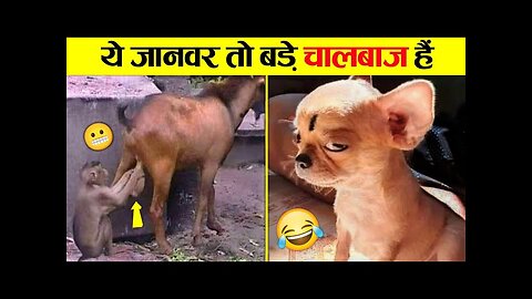 Cat 🐈 funny video full 🤣 Entertainment Don't Try Laughing 🤣