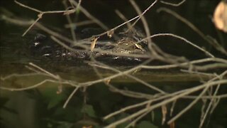 Walking Club: Exploring Largo Central Park Nature Preserve